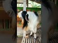 Special Dangerous Bakra Shorts Whatsappstatus
