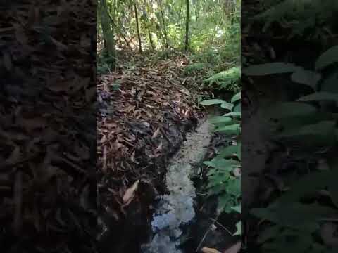 Videos fuentes hídricas Cunday 117 has finca en venta FRANSUASESORIAS