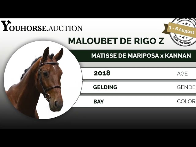 Maloubet de Rigo Z showvideo