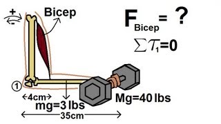 Physics - Mechanics: Torque (5 of 7) The Bicep