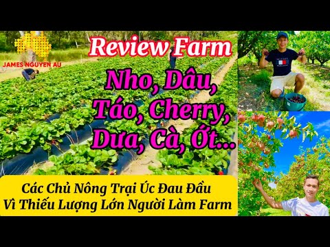 Opiniões Quinta Nho, Dâu, Táo, Cherry, Dưa, Cà, Ớt