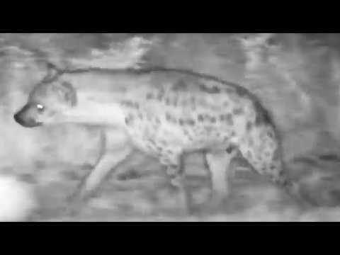 Djuma Clan Hyena Ribbon passes Djuma Cam 3/4/26