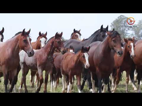 Episódio Cabanha dos Castanheiros