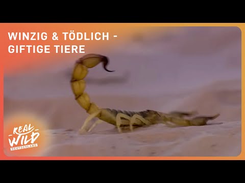 Tödliches Gift - Die gefährlichsten Tiere der Welt