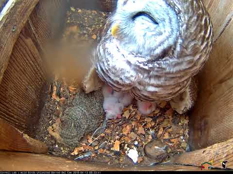 Female Barred Owl Keeps Cool While Brooding Three Sleepy Owlets– April 13, 2018