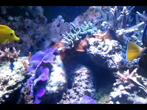 Fish Reef Android