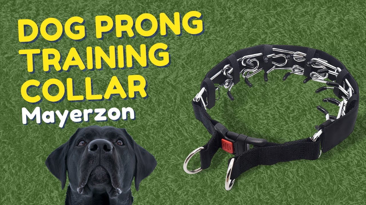 Mayerzon Dog Prong Training Collar