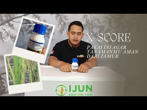 Fungisida x-score plus untuk mengendalikan jamur