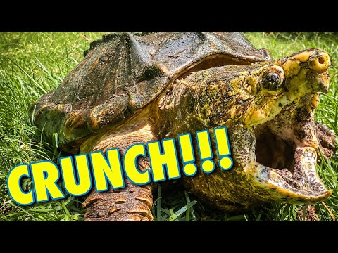 Alligator Snapping Turtle Eats Clams! Underwater Night Feeding ft.Tony