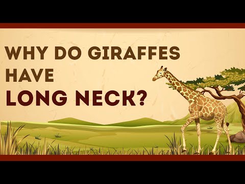 Why do Giraffes have Long Neck | Science Curiosity | Letstute