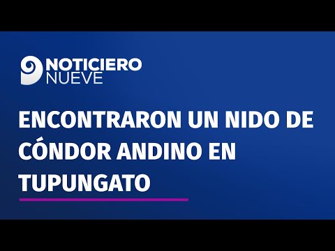 Video: encontraron un nido de Cóndor Andino en Tupungato