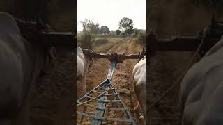 preview picture of video 'Khavanewadi village bullock cart riding'