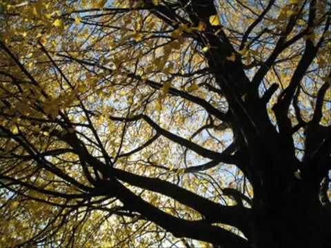 Wire Daisies - Everyman