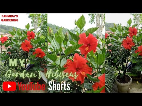 My Garden's Red Hibiscus ||Fahmida's Gardening#shorts