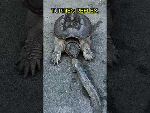 TURTLE REFLEX VS CAT REFLEX! #shorts #shortvideo #youtubeshorts