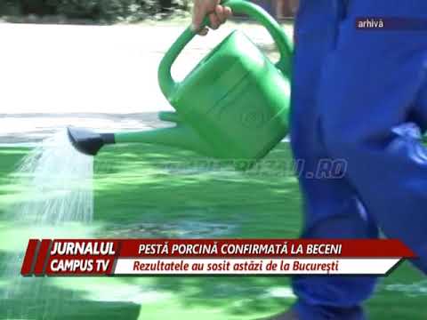 PESTA PORCINA CONFIRMATA LA BECENI