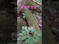 바위 위에 천종산삼이 심마니 산삼 산삼산행 4구산삼 천종산삼 바위