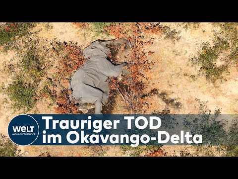 BOTSWANA: Mysteriöses Massensterben von Elefanten stellt Wildhüter vor Rätsel