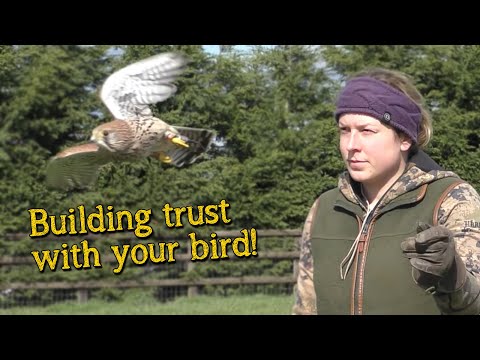 Falconry Basics | Building Trust