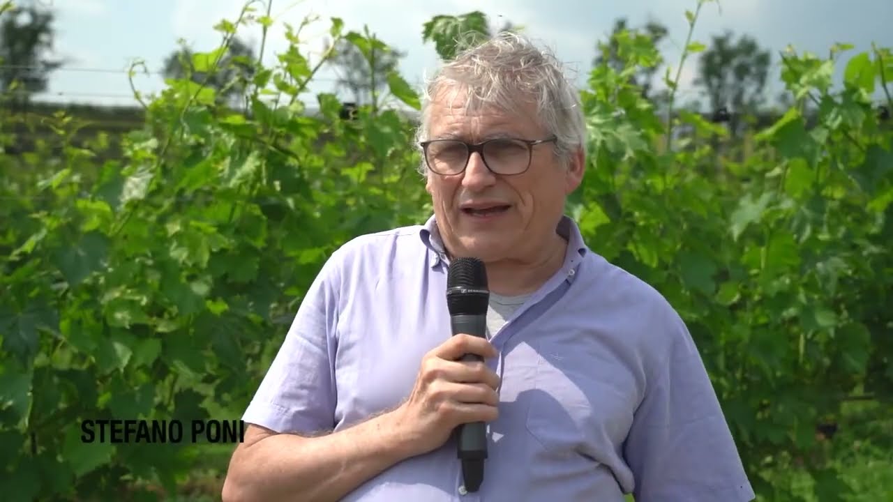 Cover crop termination strategies to improve vineyard drought resilience in Mediterranean areas