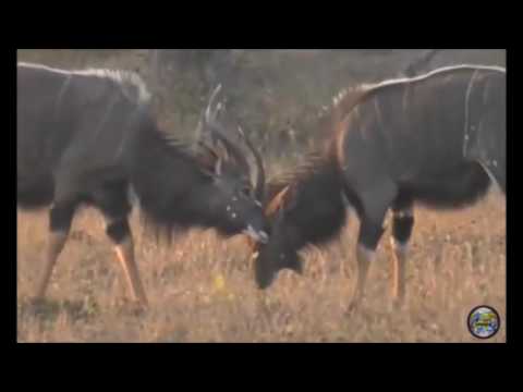Nyala Fight