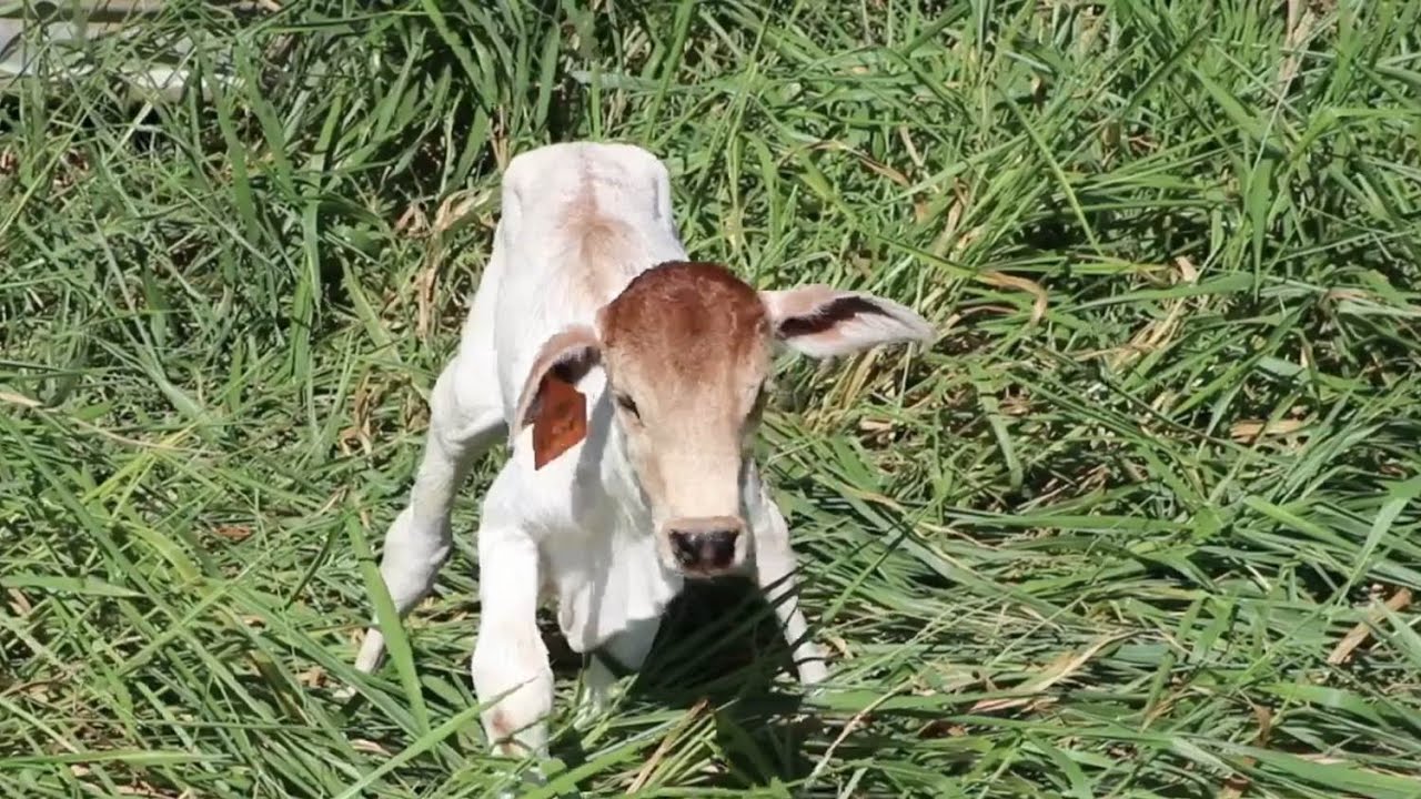 Atenção aos cuidados que devem ser tomados ao nascimento dos bezerros