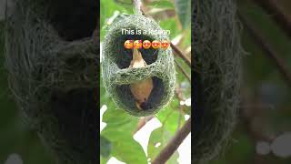 Download lagu Baby Bird's Nest Weaving Secrets Revealed mp3 Download lagu Baby Bird's Nest Weaving Secrets Revealed mp3