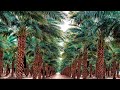 What Is Date Palm Benefits Types