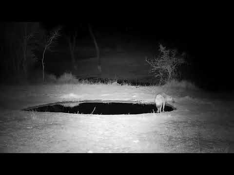 Djuma: Lone Hyena drinks at the pan - 01:18 - 08/30/21