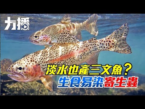 生食易染寄生蟲