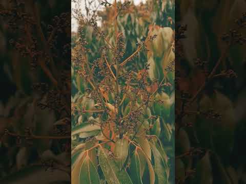 Lichi Flower#viralvideo
