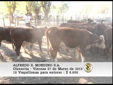 Venta de Vientres - Alfredo S. Mondino - Olavarria. 27-03-2015