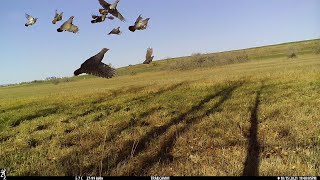 Researchers set out to catch a glimpse of the wildlife living in Regina