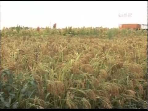 Proso,sirak i amarantus u Srbiji