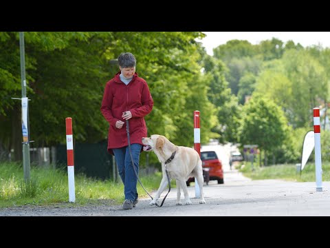 Buchtrailer: "So versteht dich dein Hund"