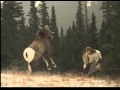 Mountain Dew Commercial RAM