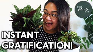 How to Make your Small Plants BIGGER INSTANTLY!
