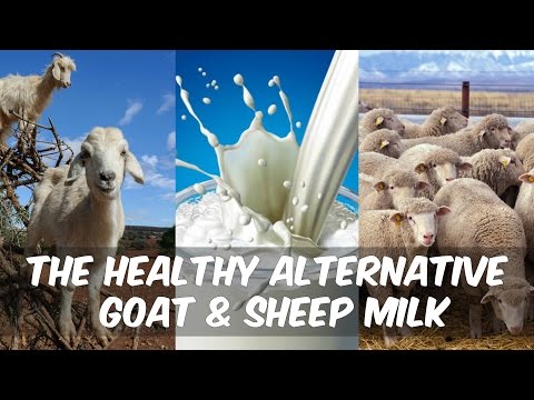 Healthy Dairy | Goat Cheese vs. Cow Cheese? - Thomas DeLauer