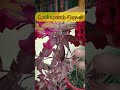 Winter's Cockscomb Flower #shorts
