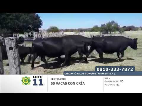 Lote 50 Vacas con cria en Los Conquistadores (E.rios)