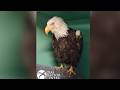Big Bear eagle Jackie dies after prolonged illness, officials say