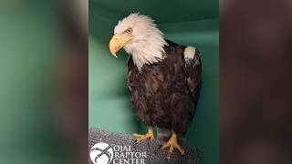 Big Bear eagle Jackie dies after prolonged illness, officials say