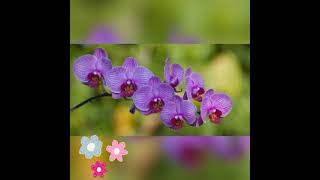 MENSAGEM PARA AMIGA ESPECIAL | ROSAS E FLORES!