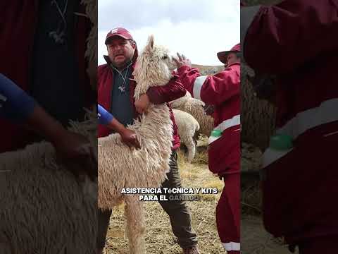 🌱🐄 Más agro, más oportunidades en Canas.