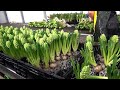 Netherlands Agriculture Technology Cultivation Of Hyacinths In Greenhouse