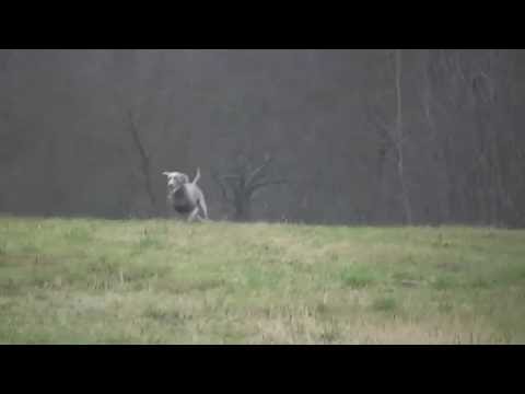 Coursing trénink 17.11.2012 -  Ron