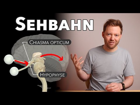 Die Sehbahn: wie kommt das Bild ins Gehirn? (endlich verstehen!)