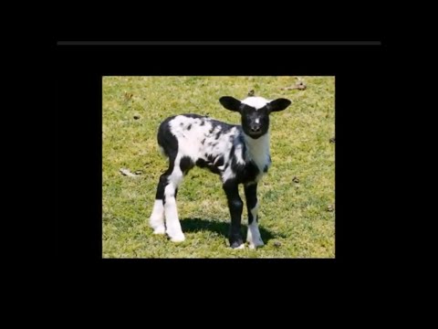 The Majestic Painted Desert Hair Sheep - All You Need To Know