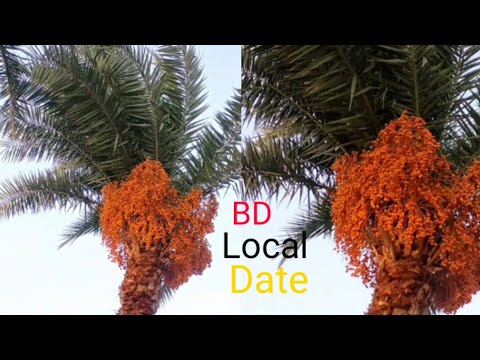 Date Palm in My Village // Amazing Bangladesh Local Date Tree.