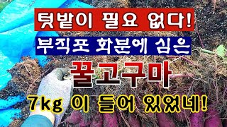[텃밭농부 2,084]  텃밭이 없어도 된다. 부직포화분에 심은 꿀고구마 7kg 이 들어 있었네! #고구마재…